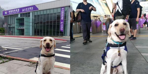 导盲犬如何准确判断去哪里？（以宠物为主，实现盲人的生活独立）