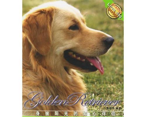如何训练卷毛寻回猎犬（打造忠实可爱的宠物伙伴）