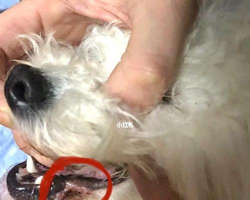 解读比熊皮肤病的常见表现（宠物比熊也会有皮肤问题，了解常见症状有助于及时治疗）
