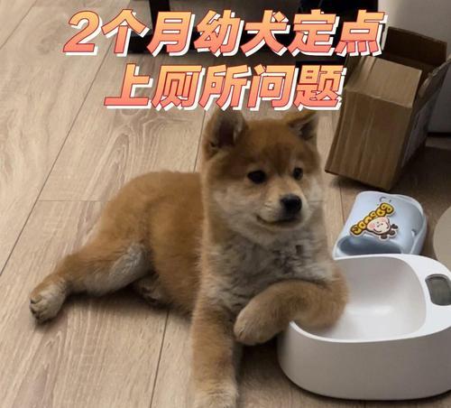 如何训练柴犬上厕所（建立规律，耐心训练，成功养成习惯）