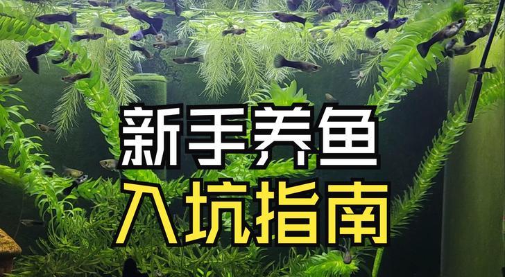 清道夫的饲养与管理（健康、幸福的清道夫生活）