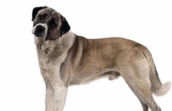 佛兰德牧牛犬的饲养方法（让您的佛兰德牧牛犬健康、快乐、成为忠实伴侣）