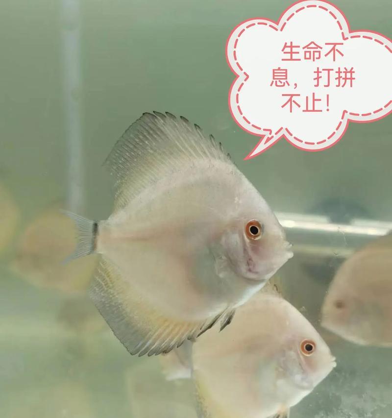 七彩神仙鱼的饲养指南（爱护小神仙健康饲养）