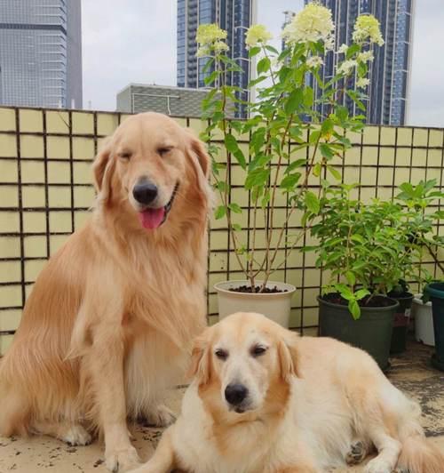 黄金猎犬的饲养方法（如何培养健康快乐的黄金猎犬）