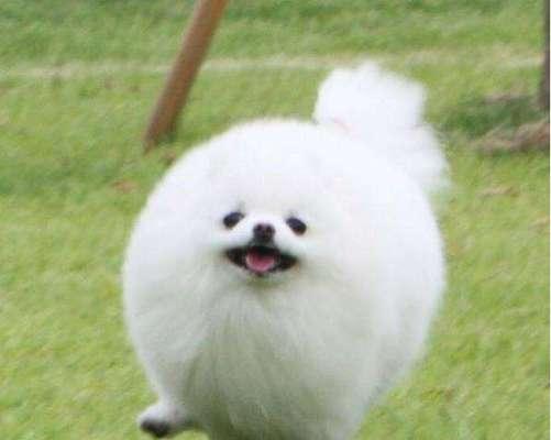如何判断博美犬的纯种程度？（掌握这些技巧，轻松识别纯种博美犬）