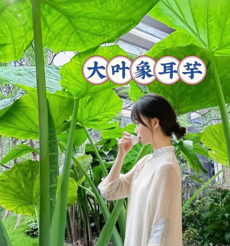 龙猫的寿命和性格特点解析（了解龙猫的寿命和性格特点，让你成为贴心的龙猫主人）