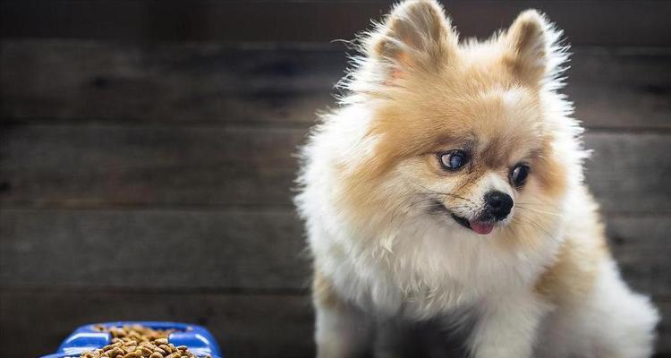 博美犬的迷人优点（探究博美犬的可爱特质，你会爱不释手！）