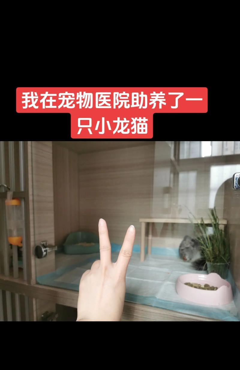 龙猫（揭秘龙猫的饲养之道，让你轻松享受宠物生活）