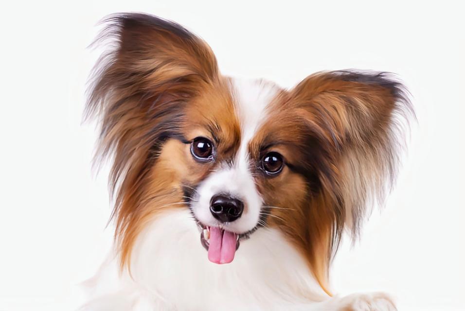 蝴蝶犬养成心得——小巧可爱的宠物选择（了解蝴蝶犬的饲养要点，让你的生活更有趣）