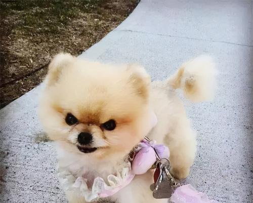 为博美犬提供健康食物的十大选择（让你的博美宠物远离疾病，享受健康生活）