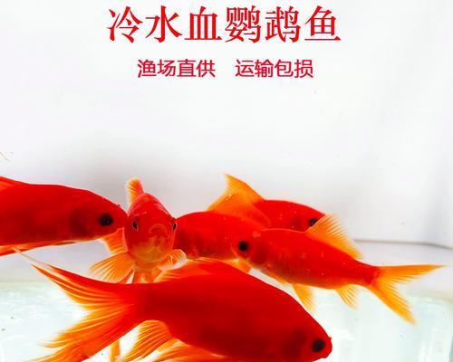 血红鹦鹉鱼的饲养技巧（了解血红鹦鹉鱼的水质需求，打造健康的生活环境）