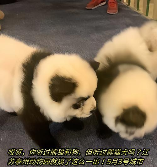 松狮犬（探索松狮犬的优势与特点）