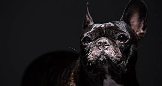 法国斗牛犬的乖巧与缺点（探究法斗的个性特点与局限性，了解这种犬种的优劣势）