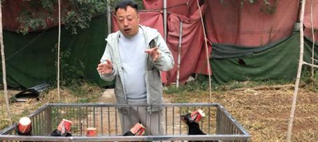 世界上最强大的护卫犬排名（杜宾犬和波尔多犬荣登榜首）