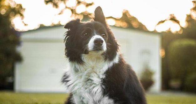 边境牧羊犬——外貌与毛发特点（一种聪明、灵活的牧羊犬品种）