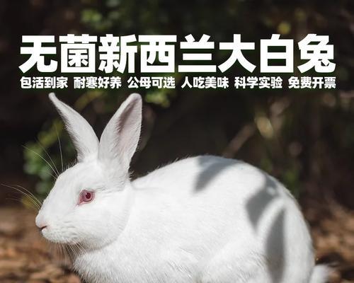 养好宠物兔的饲养方法（关爱宠物兔，让它健康快乐）