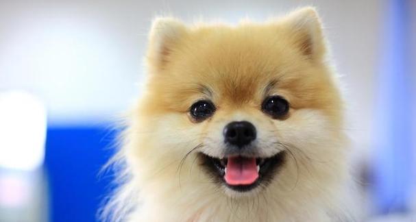 博美的优点与饲养技巧（了解博美犬的特点和适应性，享受和它们相处的乐趣）