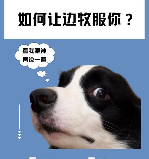 科学有效的狗狗训练方法（培养良好行为习惯的关键要素）