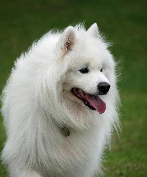 公萨摩耶犬的好听名字推荐（寻找适合萨摩耶犬的个性化名字，让你的宠物与众不同）