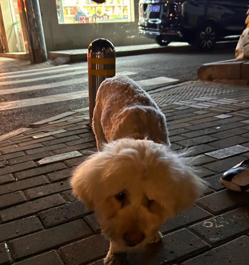 狗狗为什么会变瘦？（探究狗狗变瘦的原因及解决方法）