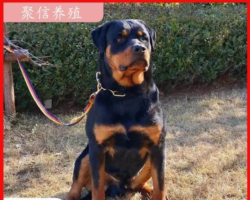 以罗威纳成犬适合吃哪种狗粮？（选择适合罗威纳成犬的狗粮品牌和类型）