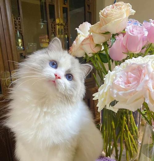 选择适合自己的廉价猫咪品种（寻找经济实惠又可爱的猫咪伴侣）