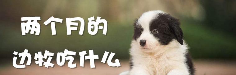 二个月的小狗的饮食需求（科学合理的饮食是小狗健康成长的保障）