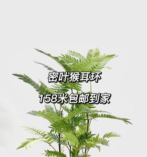 养猴子的准备与注意事项（养猴子的关键要素及必备设备）