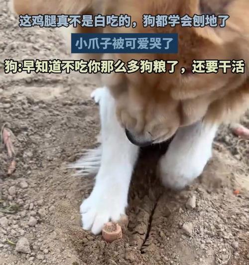 为什么狗狗喜欢刨东西？（探究狗狗刨东西的行为原因）