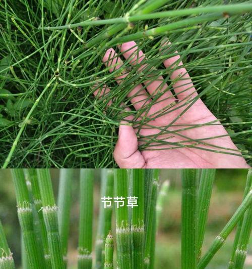 不能吃的草品——兔子饮食禁忌（危险食物揭秘！兔子们千万别吃这些！）