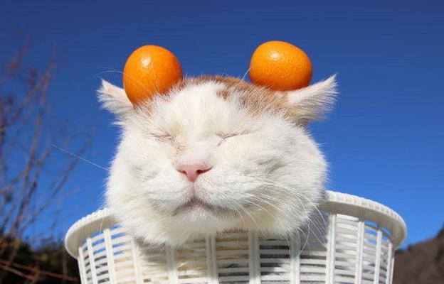 探寻日本网红小猫的魅力（以网上出名的日本小猫“什么”为主题的深度探索）