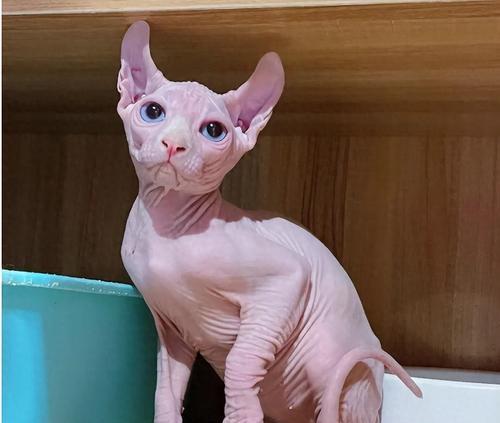 如何预防猫咪毛色变黄（掌握正确的饮食习惯，让您的猫咪健康无忧）