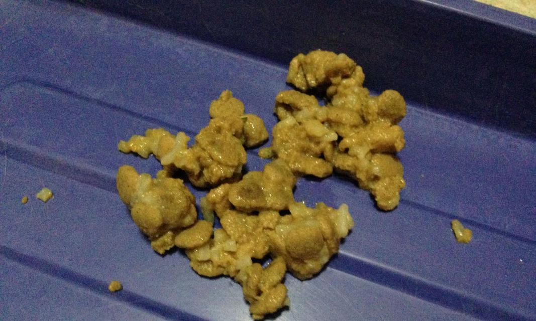 半月大的小狗吃什么吐什么原因（了解半月大的小狗吐泡泡是为什么，从饮食习惯入手）