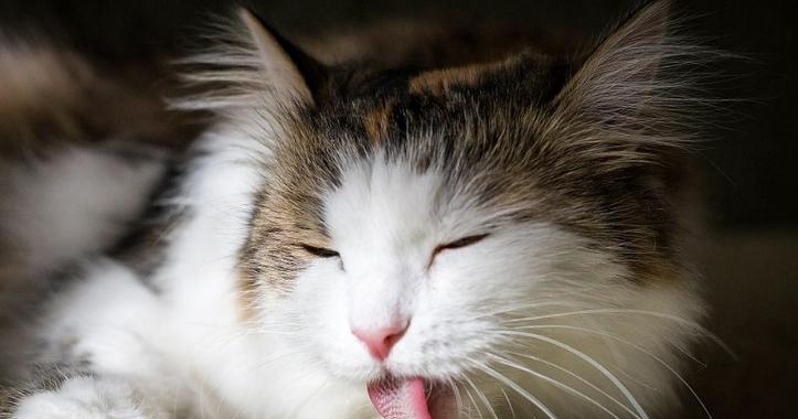 猫咪的舔和咬