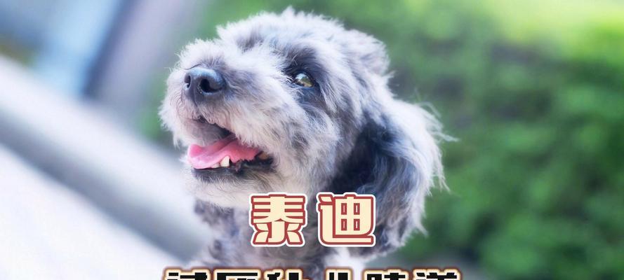 狗狗最讨厌的味道是什么？（探讨狗狗最讨厌的气味及其影响）
