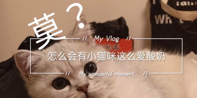 猫为什么会喝酸奶？（解析猫喜欢喝酸奶的原因）