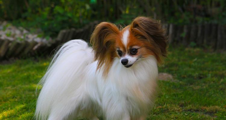 蝴蝶犬与边牧（探索蝴蝶犬与边牧在外貌、性格和用途上的相似与差异）