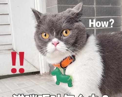 猫呕吐，何时才是需要担忧的时候？（了解猫咪呕吐的常见原因和应对方法）