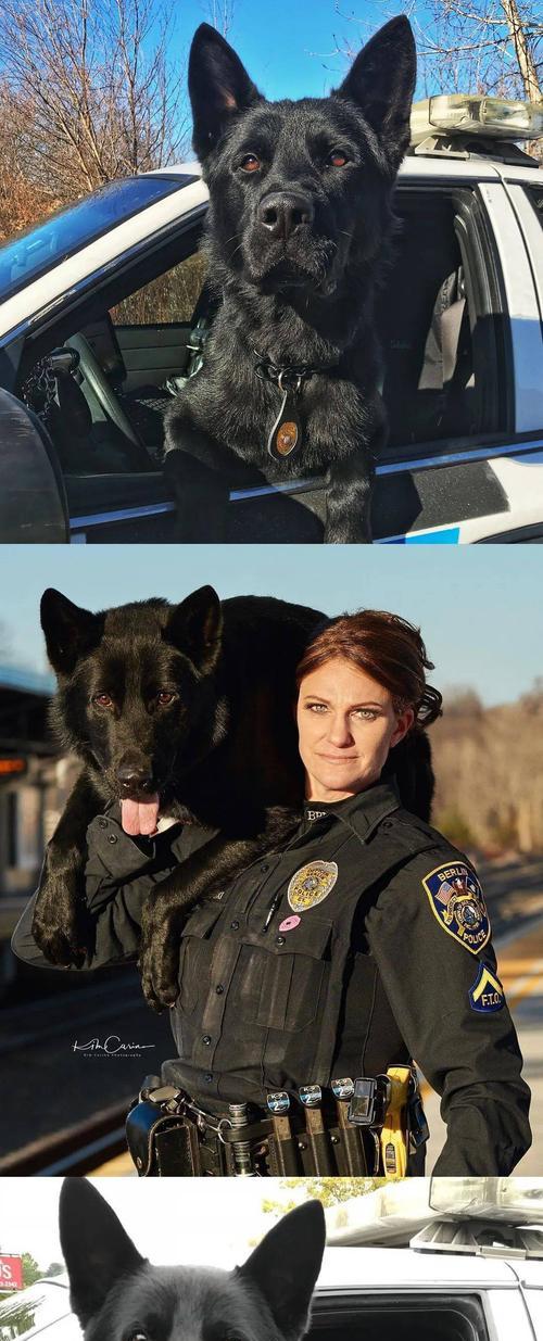 黑龙——一只出色的警犬（了解黑龙警犬的特点和训练技巧）