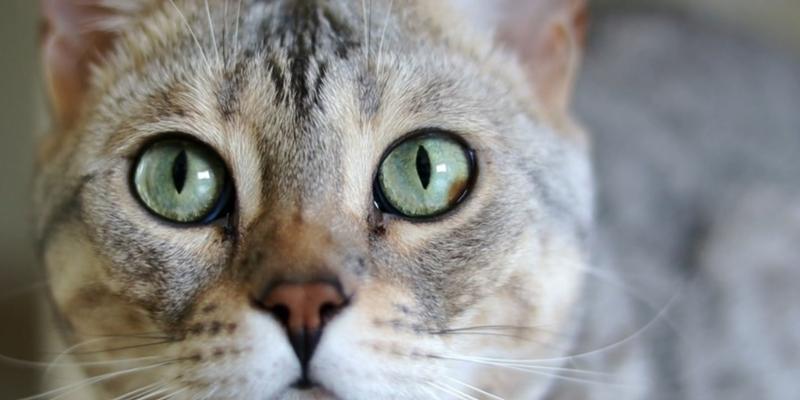 猫的胡子禁止触碰的奥秘（揭秘猫胡子的神奇功能和保护机制）