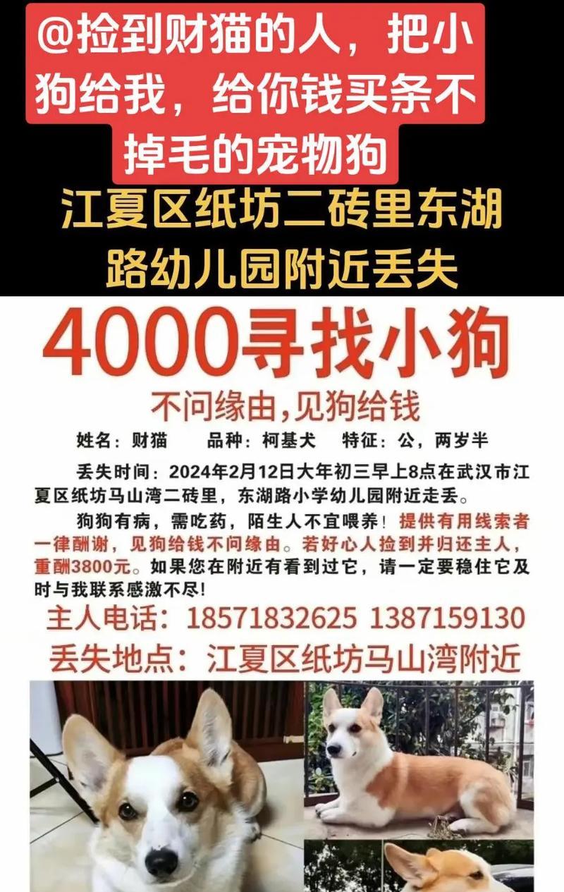 如何改善柯基掉毛问题（柯基掉毛原因及解决方法）