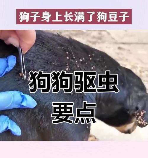 狗身上的跳蚤（狗狗身上的跳蚤是怎么来的？如何有效预防和处理？）