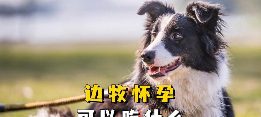 牧羊犬的合适饮食（为你的牧羊犬选择合适的食物）
