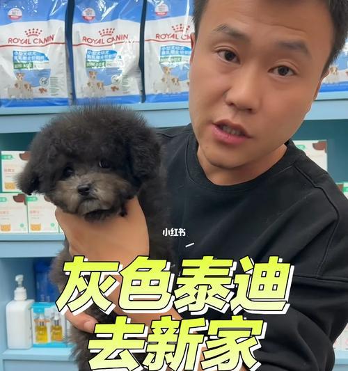 泰迪犬每年接种的重要疫苗（保护泰迪健康的关键——逐年接种疫苗）