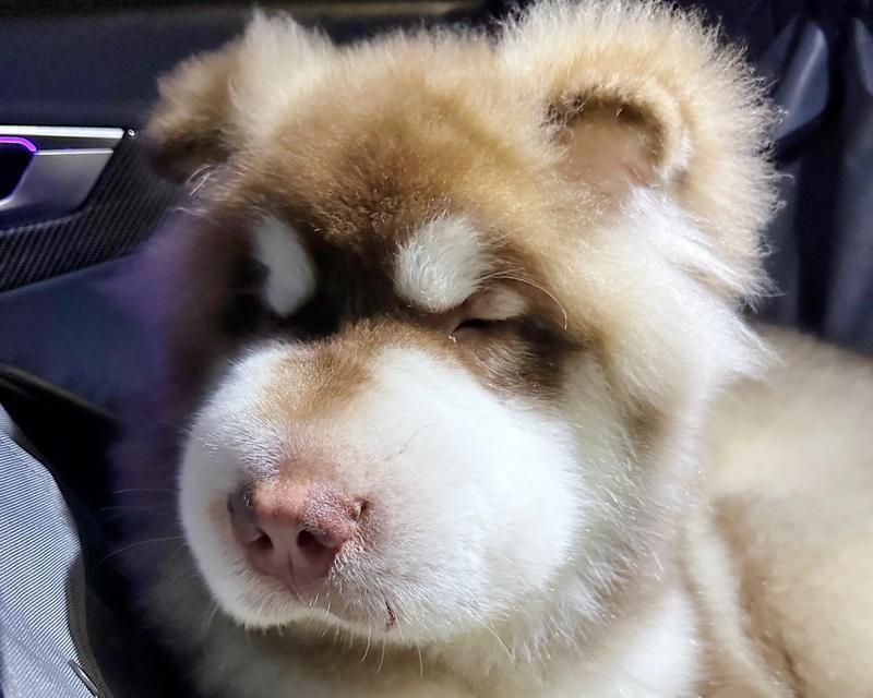 以头大嘴长的狗——巨型犬种解析（探秘巨型犬种的特点及饲养要点）