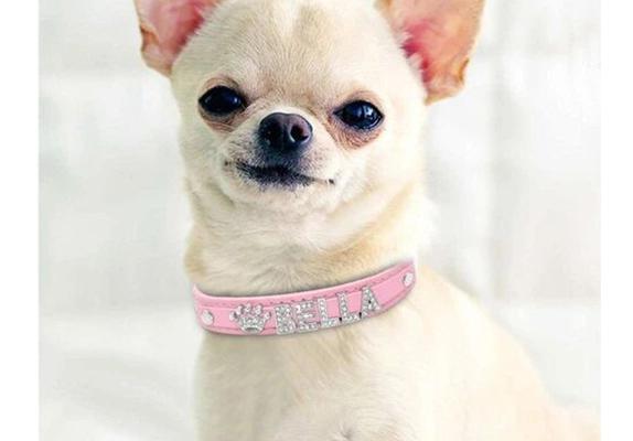 揭秘最有名的狗链——“Tiffany&Co.”钻石项圈（奢华与尊贵的象征，犬界顶级配饰）