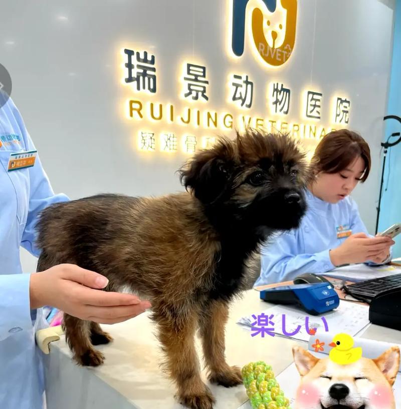 为什么狗的寿命比人短（探究狗的寿命相对较短的原因）
