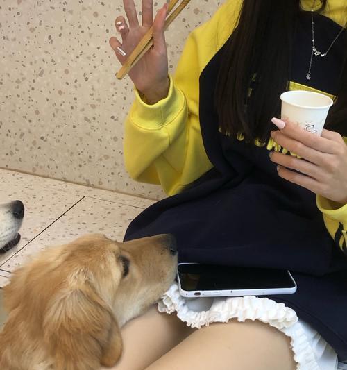 萨摩耶脚的常见病及预防措施