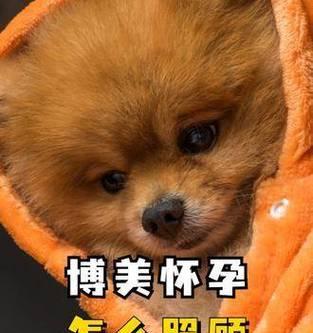 关于博美犬怀孕即将分娩的相关事项（了解博美犬怀孕期的照顾和准备工作，让母狗平安顺利生产）