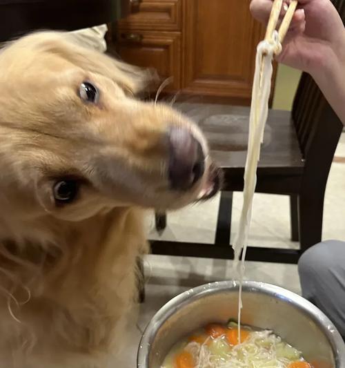 金毛为什么吃不肥？（探究金毛犬吃不胖的原因及饮食管理技巧）
